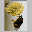Bombus terrestris - Erdhummel 03.jpg